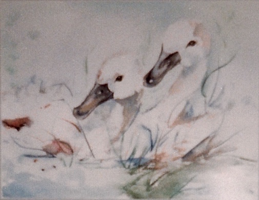 Aquarel Jonge Zwanen